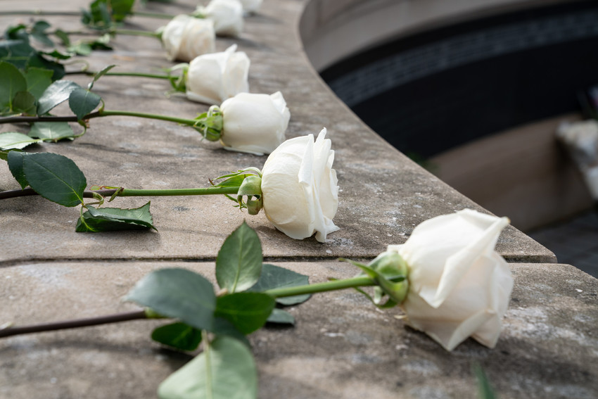 close up of a series of white roses laying on a stone wall